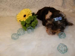 Yorshire Terrier čoko