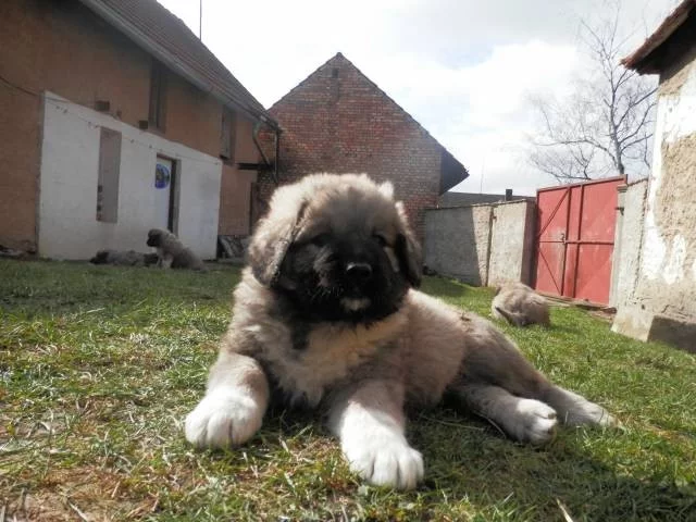 Kavkazský pastevecký pes