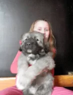 Kavkazský pastevecký pes