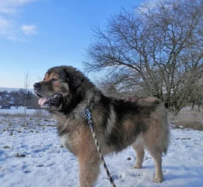 Kavkazský pastevecký pes