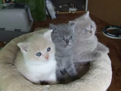 Britský kocour s PP ke krytí