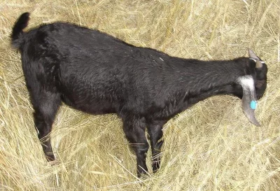 Kozlík 100% anglonubijský bez POP prodám