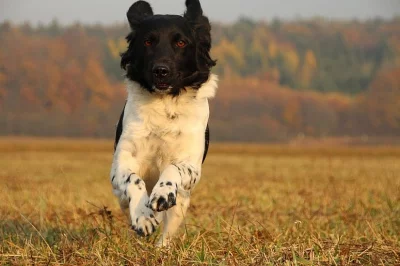 Stabyhoun - Fríský ohař - štěňata s PP