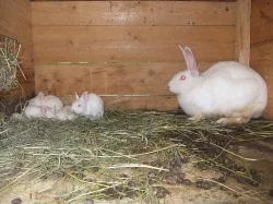 Brojleroví králíci