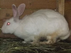 Brojleroví králíci