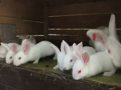 Brojleroví králíci