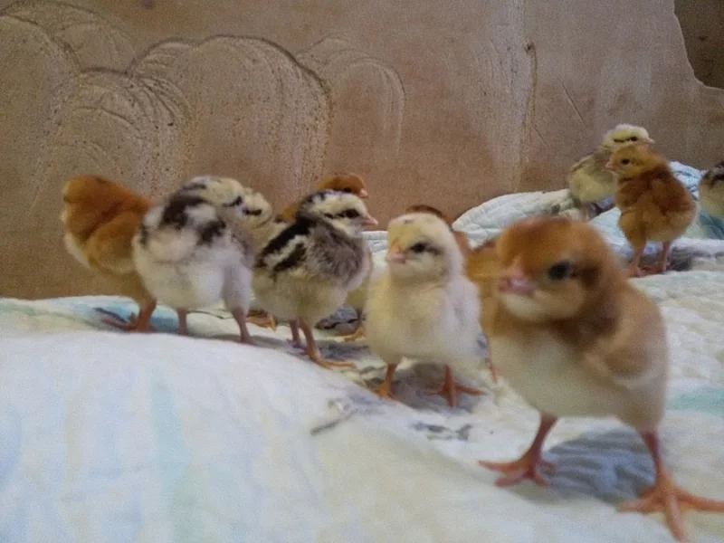 Jednodenní farmářská kuřata,Kalimero AVI,Holokrčky