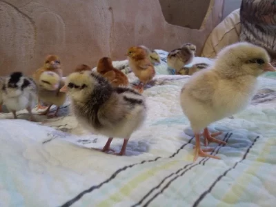 Násadová vejce brojlerů, kuřic, kalimero, farmářské