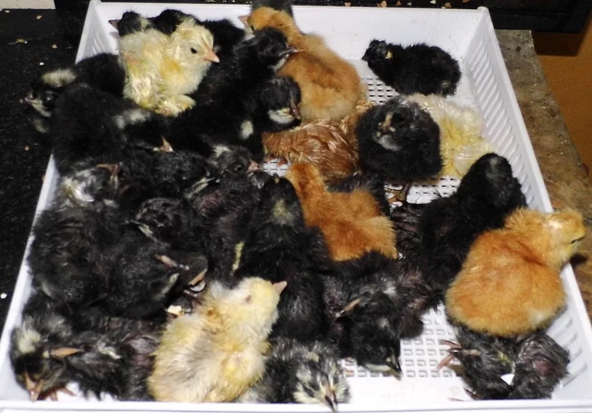 Jednodenní kuřata nosnic horal dne 24.03.2016