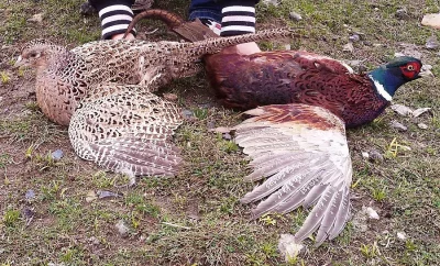 Přijímám objednávky na bažanty obecné