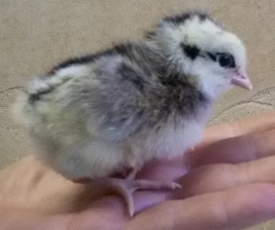 Násadová vejce brojlerů, kuřic, kalimero