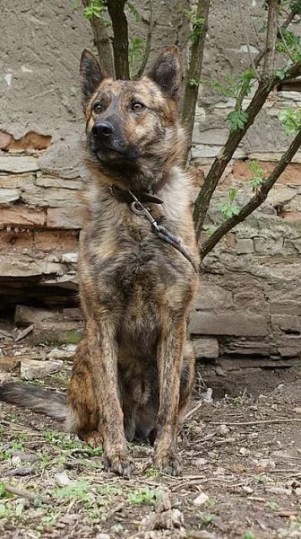 Krásný kříženec holandského ovčáka AVARIN
