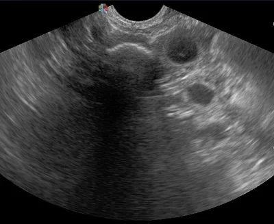 Australský ovčák s PP
