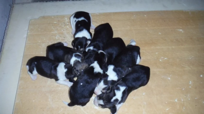 Štěňata beagle