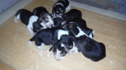 Štěňata beagle