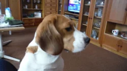 Štěňata beagle