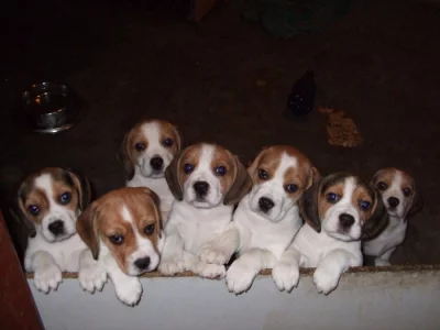 Štěňata beagle