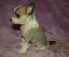 Čínský chocholatý pes