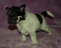 Čínský chocholatý pes