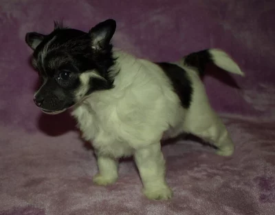 Čínský chocholatý pes