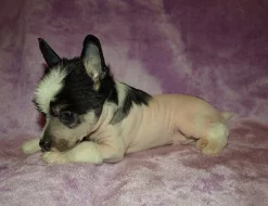 Čínský chocholatý pes