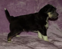 Čínský chocholatý pes