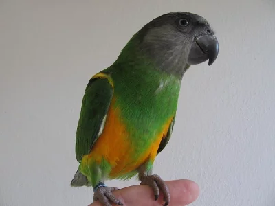 Papoušek senegalský