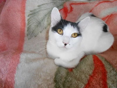 Kurilský bobtail (kotě) PP - Vysočina