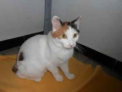 Kurilský bobtail (kotě) PP - Vysočina