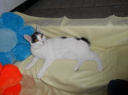 Kurilský bobtail (kotě) PP - Vysočina