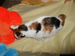 Kurilský bobtail (kotě) PP - Vysočina