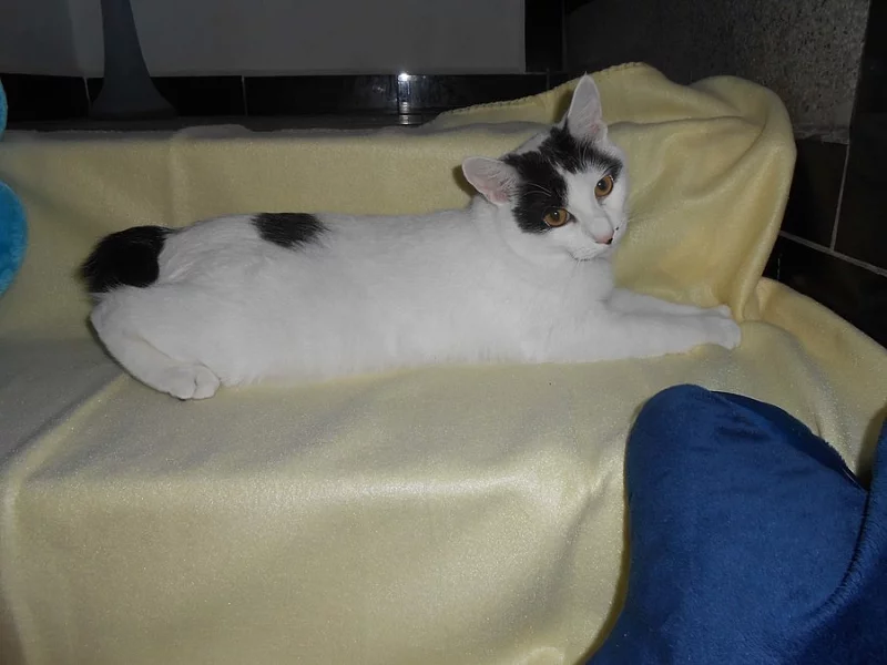 Kurilský bobtail (kotě) PP - Vysočina