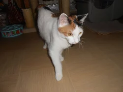 Kurilský bobtail (kotě) PP - Vysočina