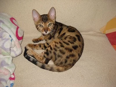 Bengálsko koťata na prodej