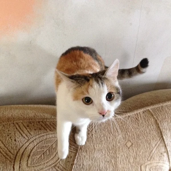 Hledá se náhradní rodina