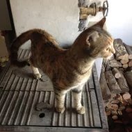 Hledá se náhradní rodina