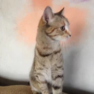 Hledá se náhradní rodina