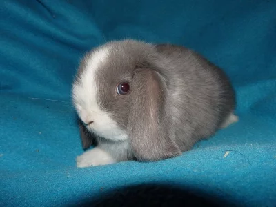 Chs Simba prodá miminka zakrslých beránků s VP