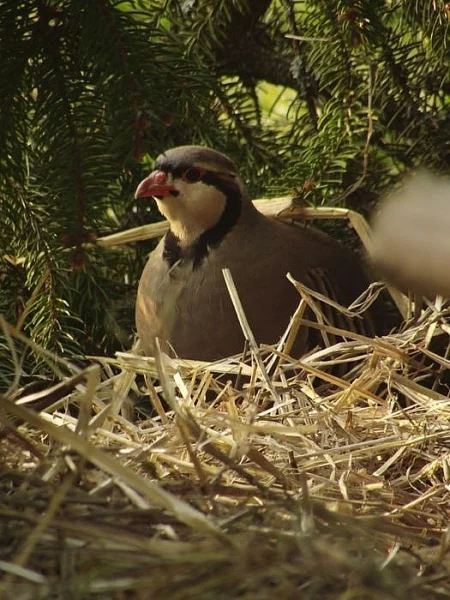 Koroptve polní a orebice rudé