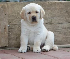 Labrador retriever - krásná žlutá a smetanová štěňátka s PP