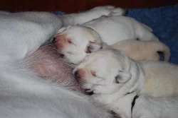 Labrador retriever - krásná žlutá a smetanová štěňátka s PP