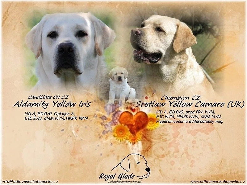 Labrador retriever - krásná žlutá a smetanová štěňátka s PP