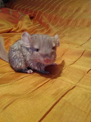 Prodáme mládě samečka činčilku