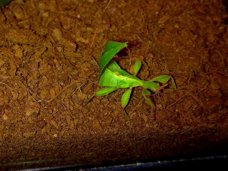 Lupenitka Filipínská vajíčka-na prodej