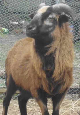 Kamerunský beránek