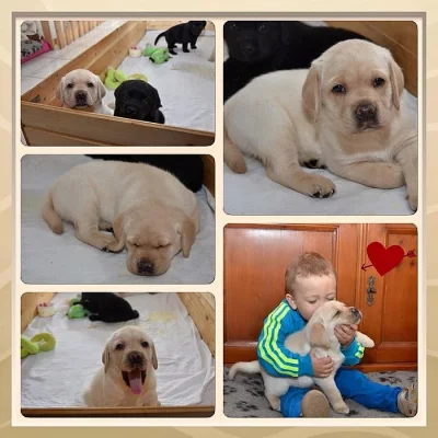 Labrador štěňátko, pes, s PP