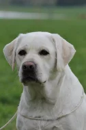 Labrador štěňátko, pes, s PP