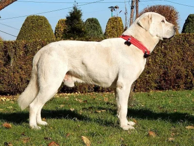 Středoasijský pastevecký pes