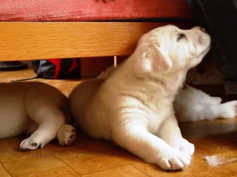 Středoasijský pastevecký pes