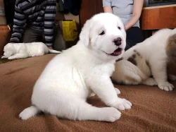 Středoasijský pastevecký pes